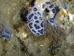 Botryllus