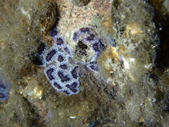 Botryllus
