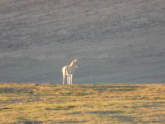 Pantholops hodgsonii