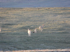 Pantholops hodgsonii