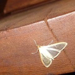 Palpita