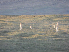 Pantholops hodgsonii