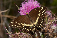 Papilio palamedes palamedes