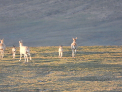 Pantholops hodgsonii