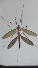 Platytipula