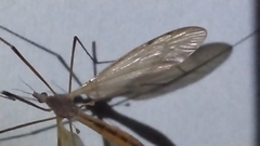 Platytipula