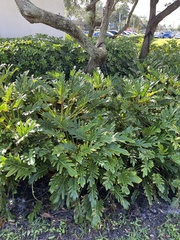 Thaumatophyllum xanadu