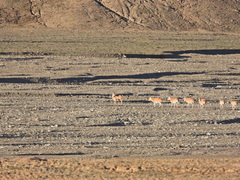 Pantholops hodgsonii