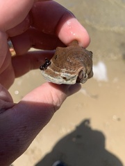 Pyrazus ebeninus