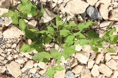 Physalis chenopodifolia