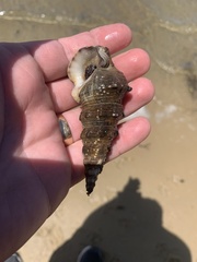 Pyrazus ebeninus