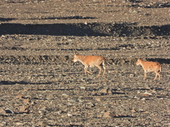 Pantholops hodgsonii