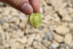 Physalis chenopodifolia