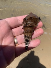 Pyrazus ebeninus