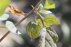 Physalis chenopodifolia