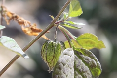 Physalis chenopodifolia