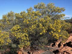 Acacia macdonnellensis macdonnellensis