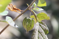 Physalis chenopodifolia