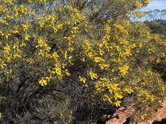 Acacia macdonnellensis macdonnellensis