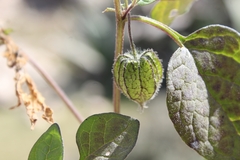 Physalis chenopodifolia
