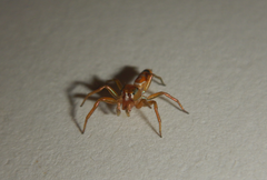 Cosmophasis bitaeniata