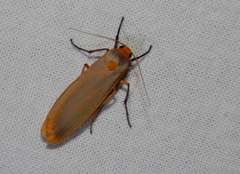 Sozusa scutellata