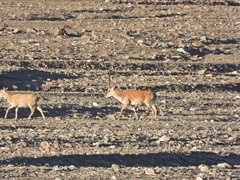 Pantholops hodgsonii