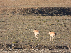 Pantholops hodgsonii