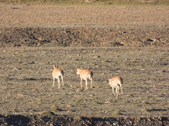 Pantholops hodgsonii