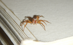 Cosmophasis bitaeniata