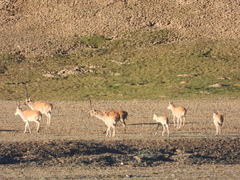 Pantholops hodgsonii