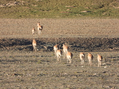 Pantholops hodgsonii