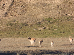 Pantholops hodgsonii