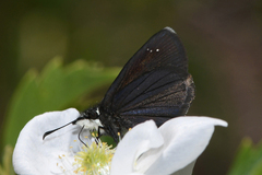 Pholisora mejicanus