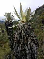 Espeletia hartwegiana