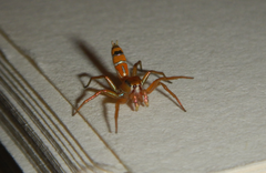 Cosmophasis bitaeniata