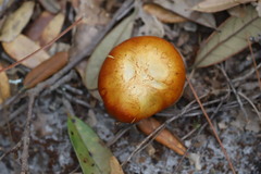 Omphalotus subilludens