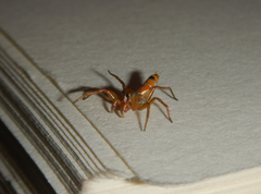 Cosmophasis bitaeniata