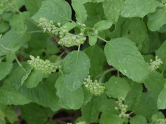 Ocimum