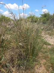 Cyperus sexangularis