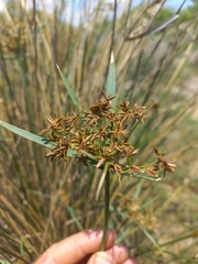 Cyperus sexangularis
