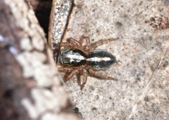 Salticoidea