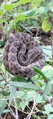 Crotalus stejnegeri