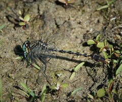 Arigomphus villosipes