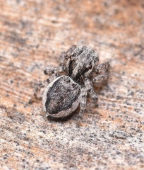 Maratus