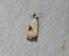 Hiccoda roseitincta