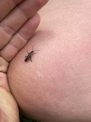 Chauliognathus apterus