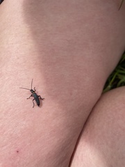 Chauliognathus apterus