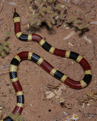 Micruroides euryxanthus