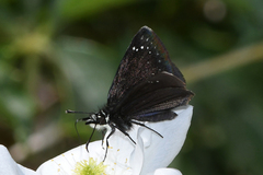 Pholisora mejicanus
